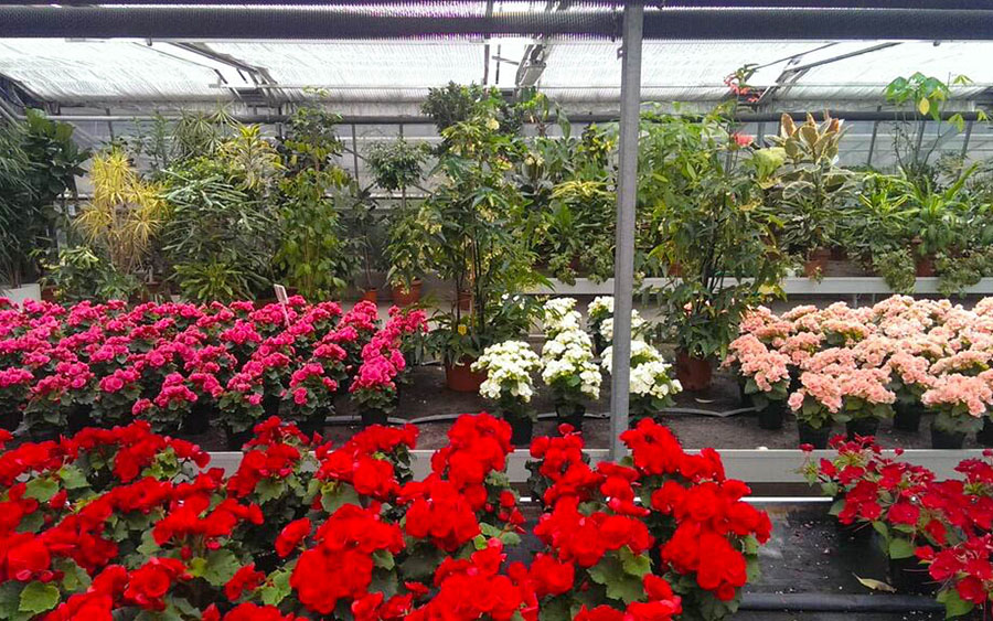 progettazione giardini bergamo consulenza